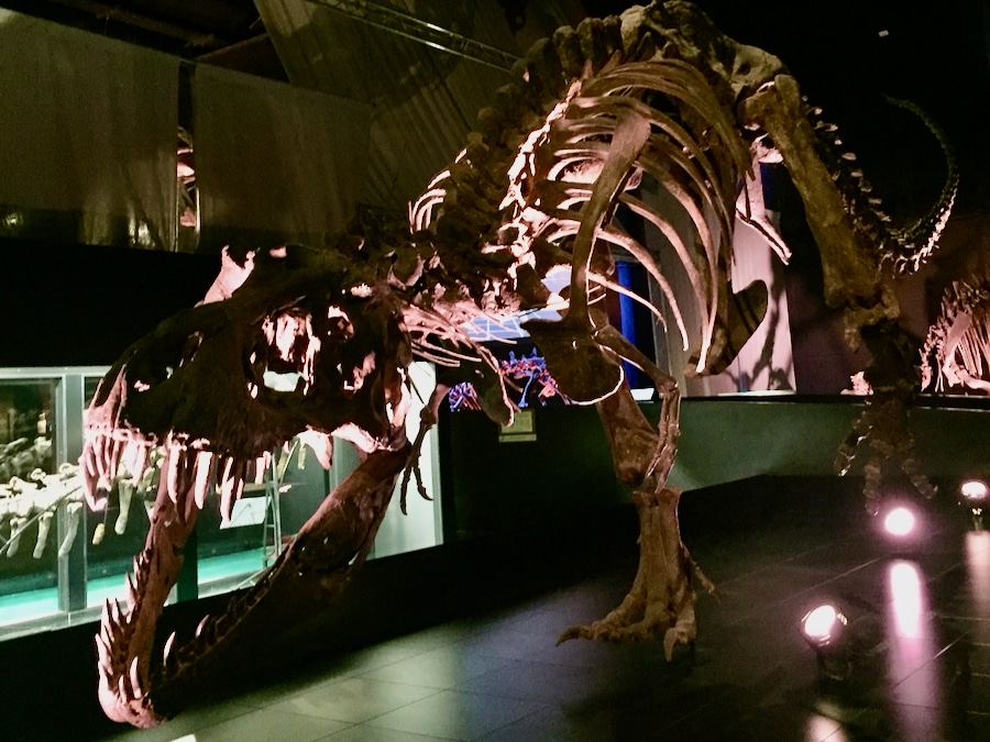 Esqueleto de Tiranosaurio del museo paleontológico de Dinópolis Teruel
