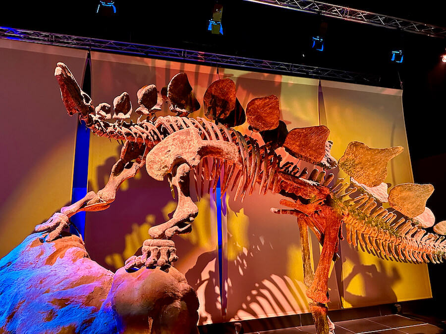 Esqueleto de Estegosaurio en el museo paleontológico de Dinópolis Teruel