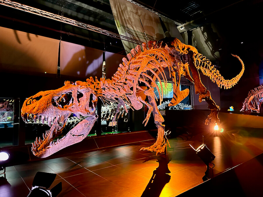 Esqueleto de Tiranosaurio en el museo paleontológico de Dinópolis Teruel